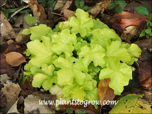 Fall image of a small plant.